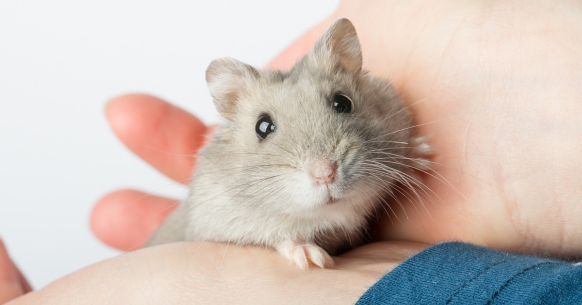 Hamster