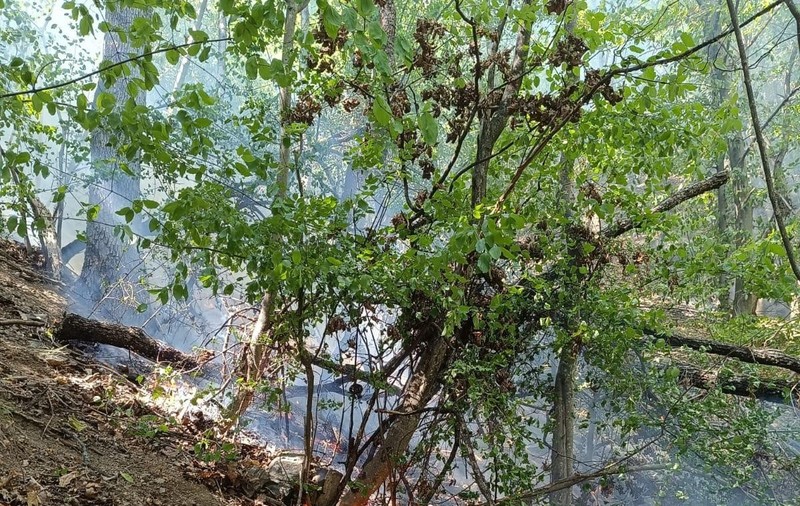 Incendiu de pădure în Defileul Jiului, zona „Fata Babei". Arde o suprafață de aproximativ 10.000 mp
