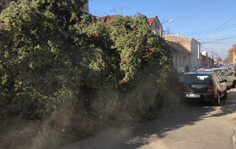 Bradul de Crăciun a fost târât pe străzile din Lugoj. Ce s-a întâmplat cu mai multe mașini din cauza ramurilor uriașe / VIDEO