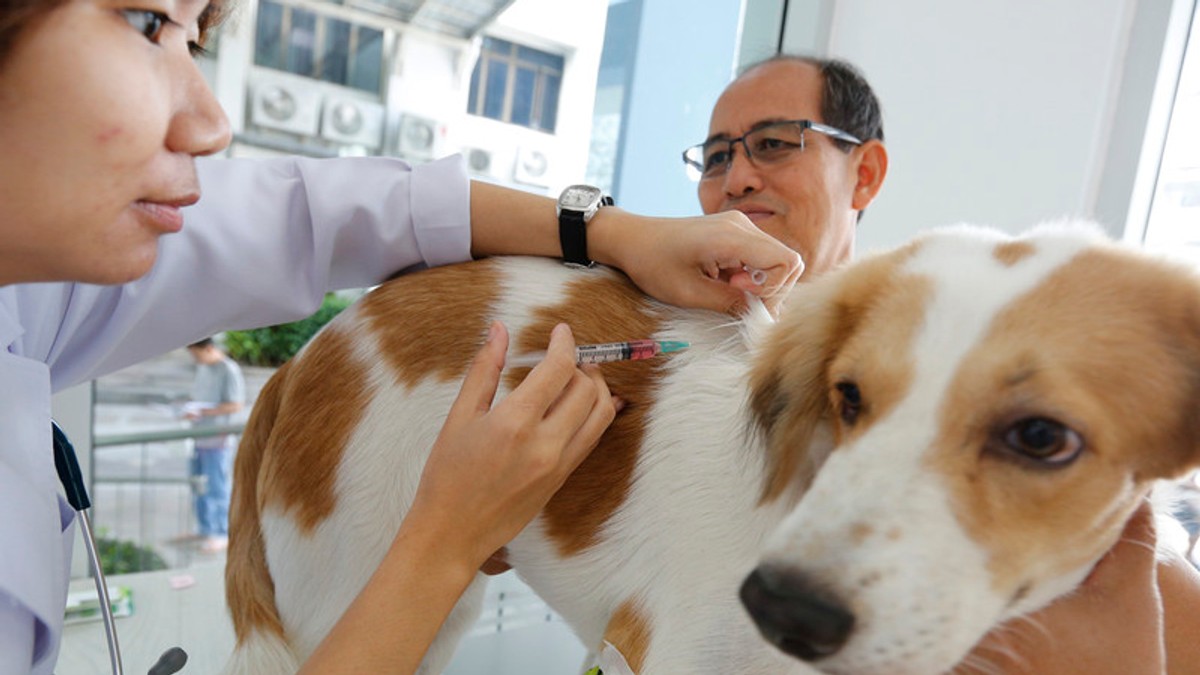 Rusia vaccin anti-COVID-19 pentru animale