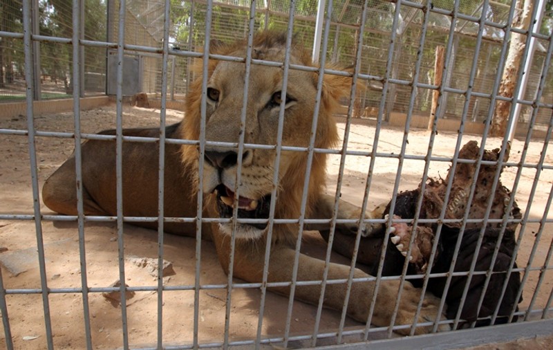 Un bărbat a fost atacat de un leu la Grădina Zoologică din Brașov