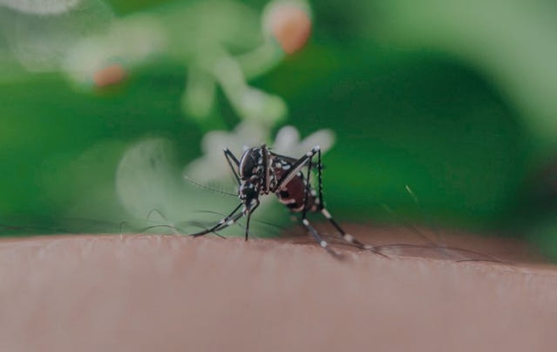 INSP: Şase cazuri de infecţie cu virusul West Nile, înregistrate în România, în acest sezon
