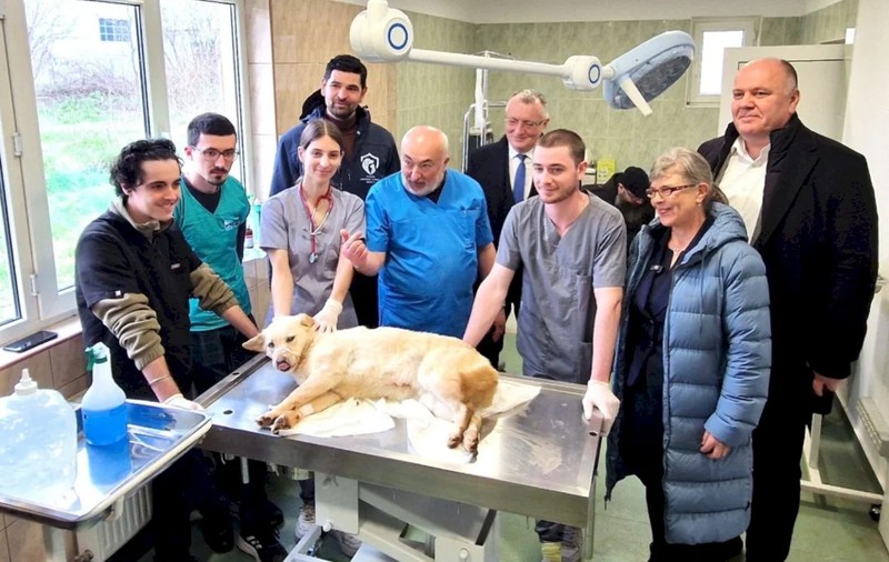 Câinii fără stăpân din Sectorul 1 vor fi tratați gratuit la „Căsuța Veterinarului”. Cum pot fi adoptați