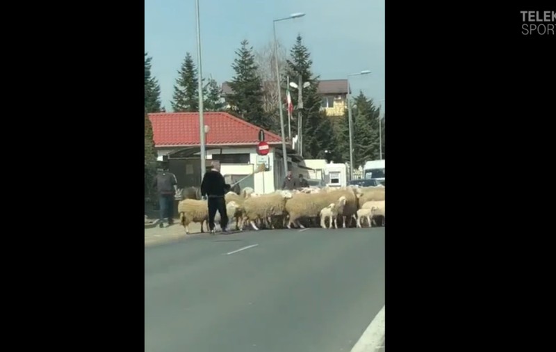 Gigi Becali și-a scos oile la plimbare și a blocat traficul în Pipera. Imagini uluitoare cu patronul de la FCSB | VIDEO