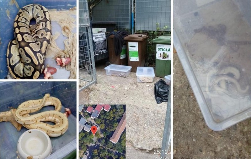 Un orădean a găsit trei șerpi la tomberonul din fața blocului