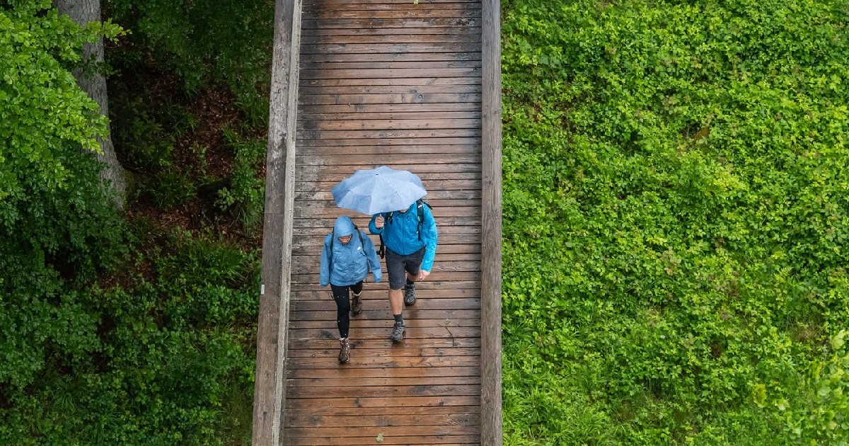 08 iunie 2025, Baden-Württemberg, Bad Wildbad: Vizitatorii traseului din vârful copacilor din Bad Wildbad merg cu umbrele pe vreme ploioasă.