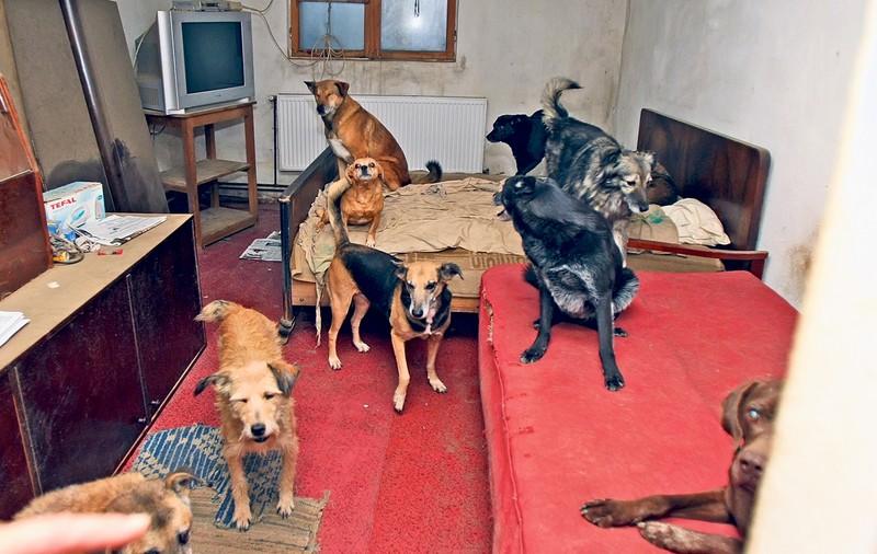 Aveţi mulţi câini în apartament? Veţi fi vizitaţi de Poliţia Animalelor!