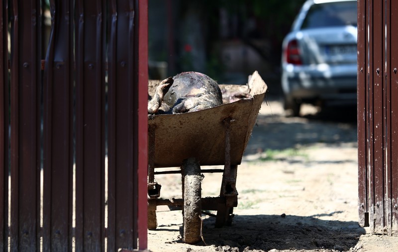 Pesta porcină africană a fost confirmată şi în judeţul Argeş
