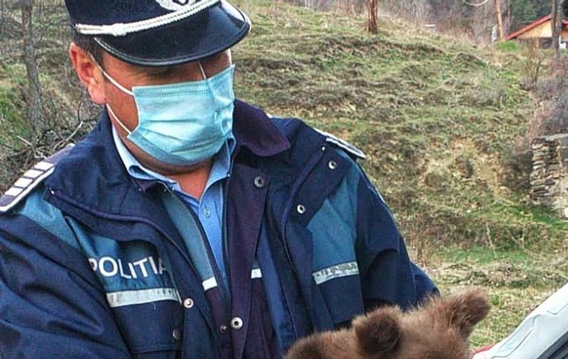 Pui de urs găsit pe marginea drumului, în Vrancea, preluat de o asociație care protejează fauna sălbatică