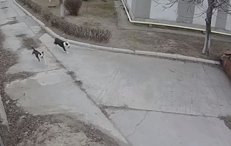 VIDEO ȘOCANT | Un craiovean și-a lăsat cei doi câini Amstaff liberi pe stradă, iar aceștia au sfâșiat un Cocker
