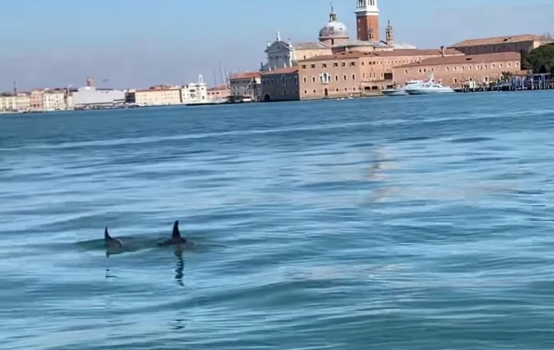 Doi delfini, surprinși în timp ce înotau în Canal Grande din Veneţia