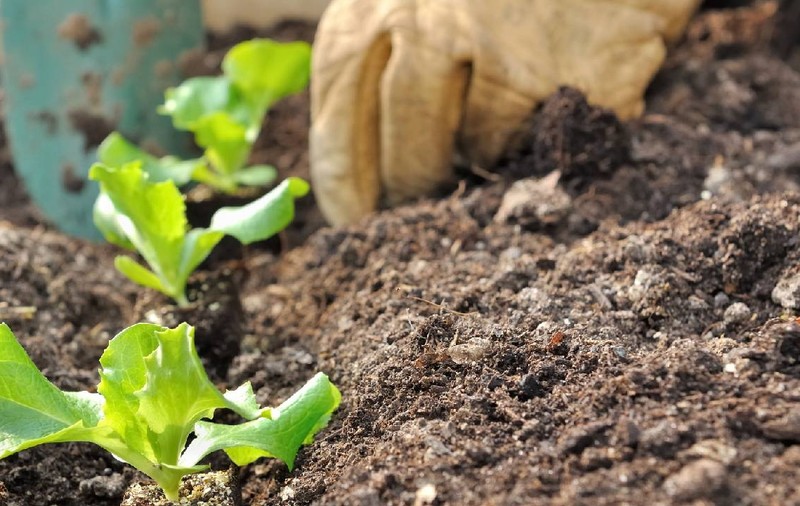 13.000 de salate, plantate în 30 de minute de 10 nepalezi: „Am rămas perplex, mai repede decât renumita mașină de cusut Ileana”