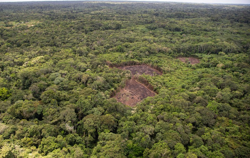 Raport despre modul în care este distrusă jungla tropicală: „Pierdem 11 terenuri de fotbal în fiecare minut”