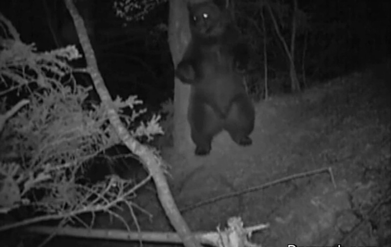 Credeai că le-ai văzut pe toate? Uite ce face ursul noaptea, în pădure | VIDEO