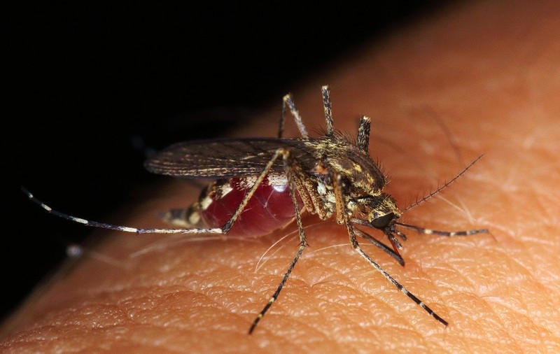 Două cazuri de meningită cu virusul West Nile, la Brăila. În ce stare sunt pacienții
