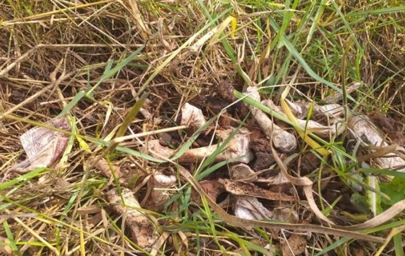 Mai multe fragmente de oase umane au fost descoperite lângă un cimitir din Gorj