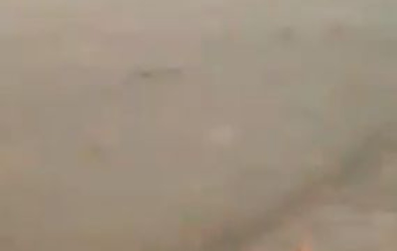 Pățania unei turiste pe o plajă din Mexic. Un câine a lăsat-o fără slip! | FOTO