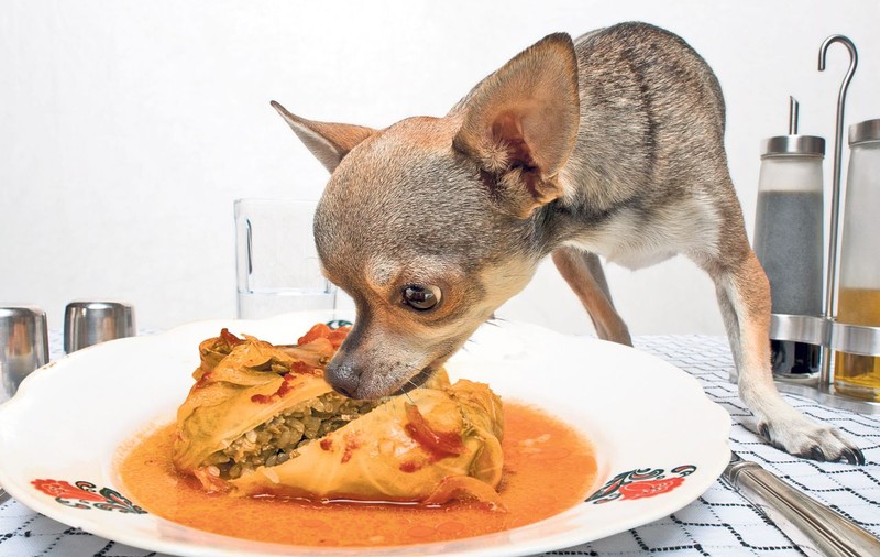 Atenţie! Sarmalele ne îmbolnăvesc animalele!