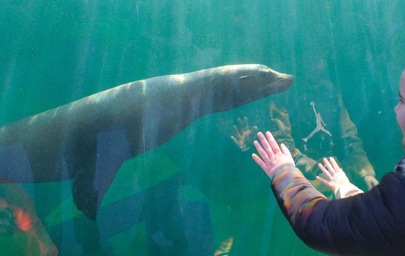 Spectacol unic în România, la Grădina Zoologică din Brașov. Trei noi specii de animale pot fi văzute, în premieră, în țară