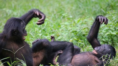 Maimuțele bonobo folosesc un limbaj asemănător cu cel al oamenilor