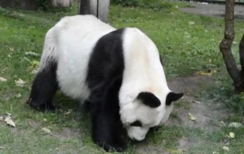 Bao Bao, unul dintre cei mai bătrâni panda din lume, a murit la 34 de ani | VIDEO