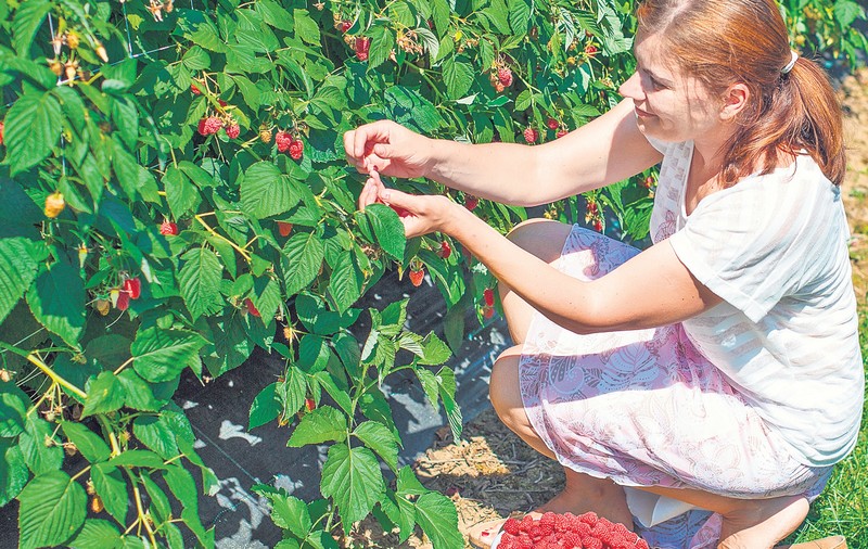 Profită de fructele de pădure. Zmeura combate afecţiunile renale