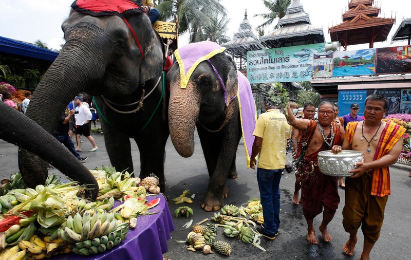 Elefanții din Thailanda folosiți în scop turistic riscă să moară de foame, din cauza coronavirusului