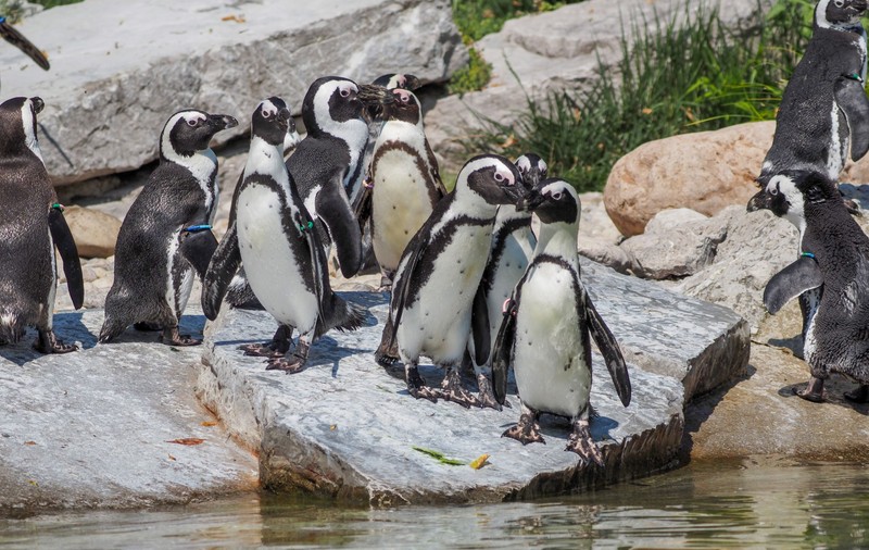 Peste 60.000 de pinguini care nu au mai găsit sardine au murit de foame în apropierea Africii