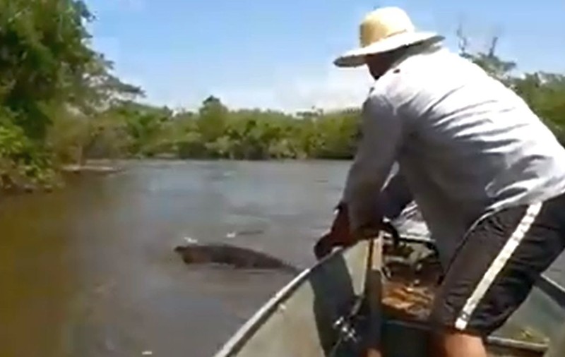 Curaj nebunesc! A prins de coadă un șarpe anaconda gigantic | VIDEO 