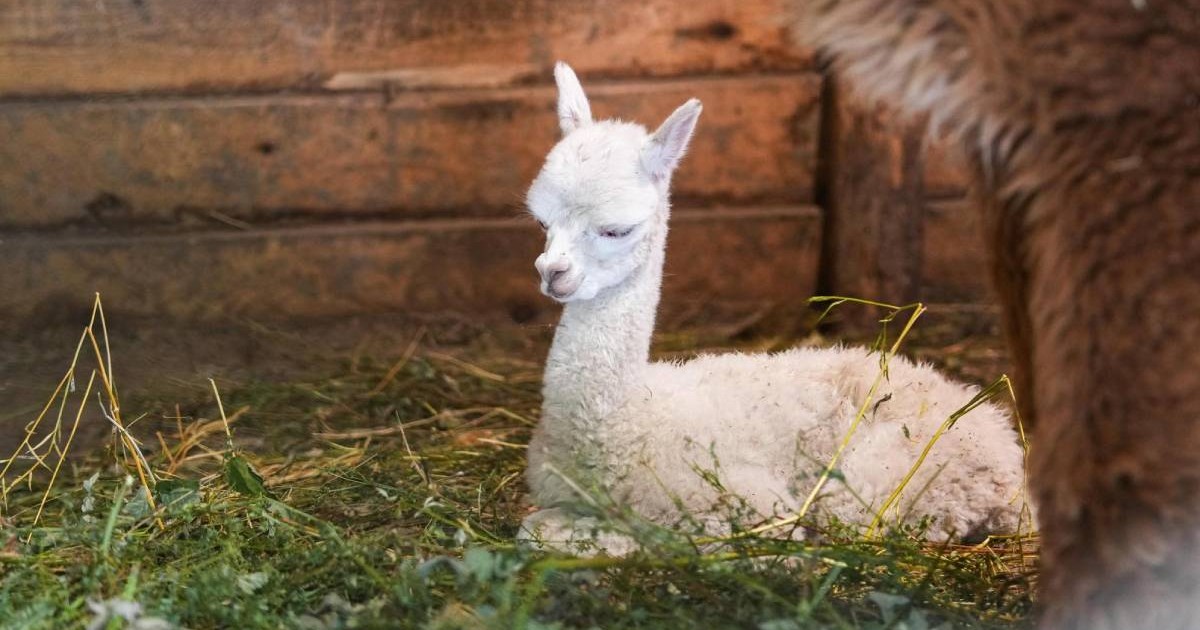 Imagine cu puiul alb de alpaca.