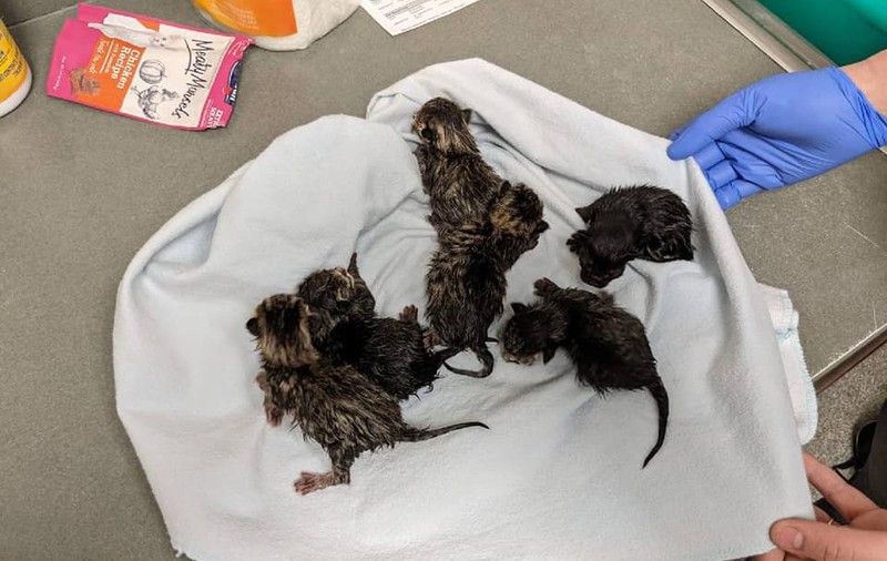 Desfășurare de forțe în Ohio, din cauza unei genți suspecte. „Bomba”: o pisică cu 6 pui adorabili!