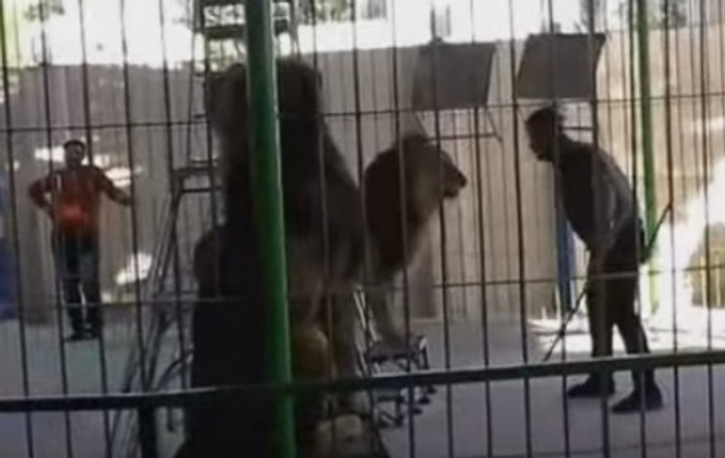 Tragedie la circ. Dresorul a fost ucis de un leu în timpul spectacolului/VIDEO