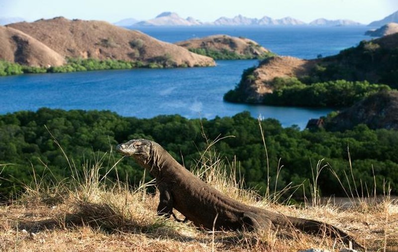 Indonezia nu mai închide insula pe care trăiește dragonul de Komodo, dar mărește de 50 de ori taxa de acces