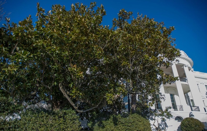„Jackson Magnolia”, cel mai bătrân arbore de la Casa Albă, va fi tăiat. Donald Trump spune că va fi înlocuit cu „alt arbore foarte drăguț”