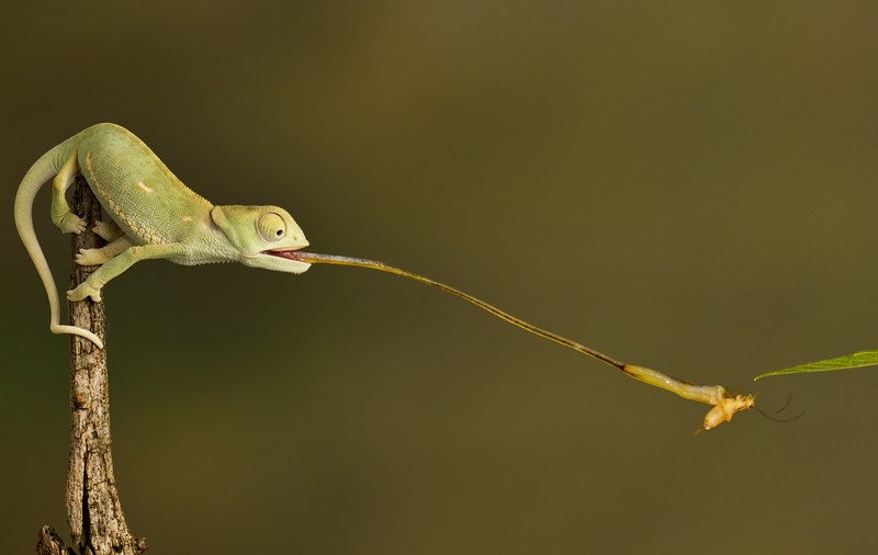 10 ciudățenii din lumea animalelor