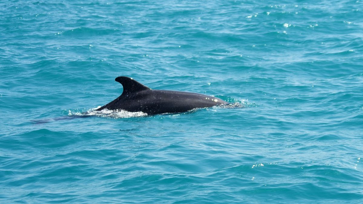 264 de delfini au eșuat morți pe plajele românești, în vara anului 2026. Sursă foto: Shutterstock