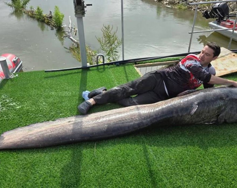 Un somn de aproape trei metri, 150 kg și o vârstă de peste 35 de ani a fost prins de un grup de pescari pe Dunăre | VIDEO