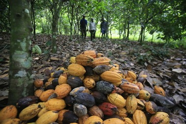 Fiecare copac are în jur de 30 de păstăi, fiecare păstaie are 40 de semințe - boabe de cacao FOTO: EPA