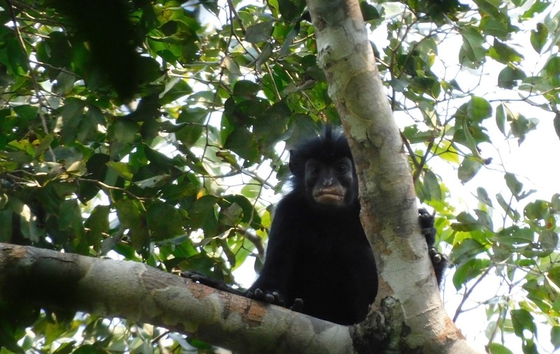 O maimuță necunoscută până acum a fost descoperită în Congo. Cercetătorii spun că este o specie complet nouă