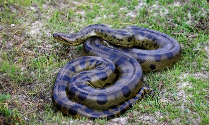 Anaconda