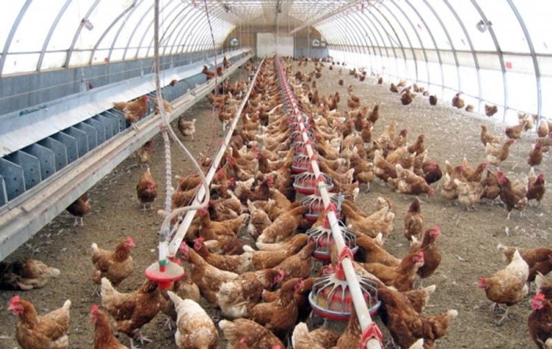 România este CAMPIOANA EUROPEI la ferme mici și sărace