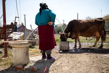 Vaca, animalul de bază în gospodăria Getei, are parte de atenţie specială