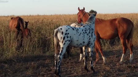 Procurorul Ţucă spune că ţine caii doar să se bucure de ei | Foto: arhiva personală
