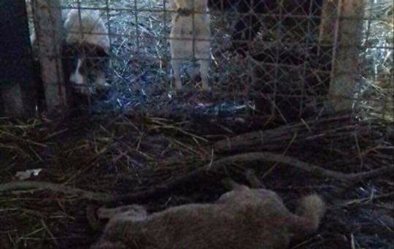 Câinii de la un adăpost de lângă Caracal sunt ținuți în condiții dure
