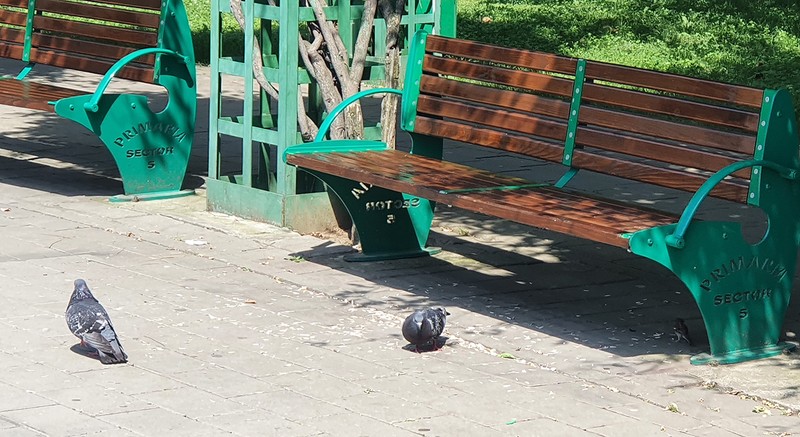 Două bănci din rondul central al aceluiași parc Sebastian erau încadrate, miercuri după-amiază, de o mulțime de coji de semințe