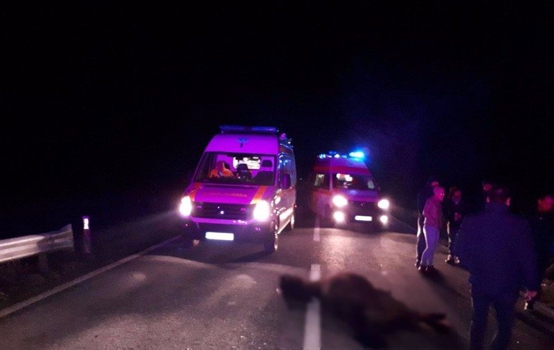 Patru răniți, după ce doi cai lăsați liberi pe șosea au fost loviți de un autoturism în Tulcea