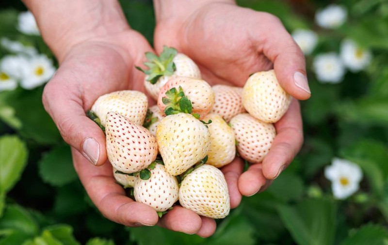Un fermier din Timiș a aclimatizat fructul de lux care se vinde cu 30 de dolari bucata în Japonia. Cât costă „bijuteriile” albe în România