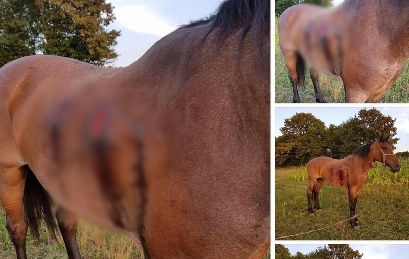 Un bărbat din Bihor și-a găsit calul împușcat pe pășune. Spune că un domn "mare" de la Oradea" voia să-l despăgubească