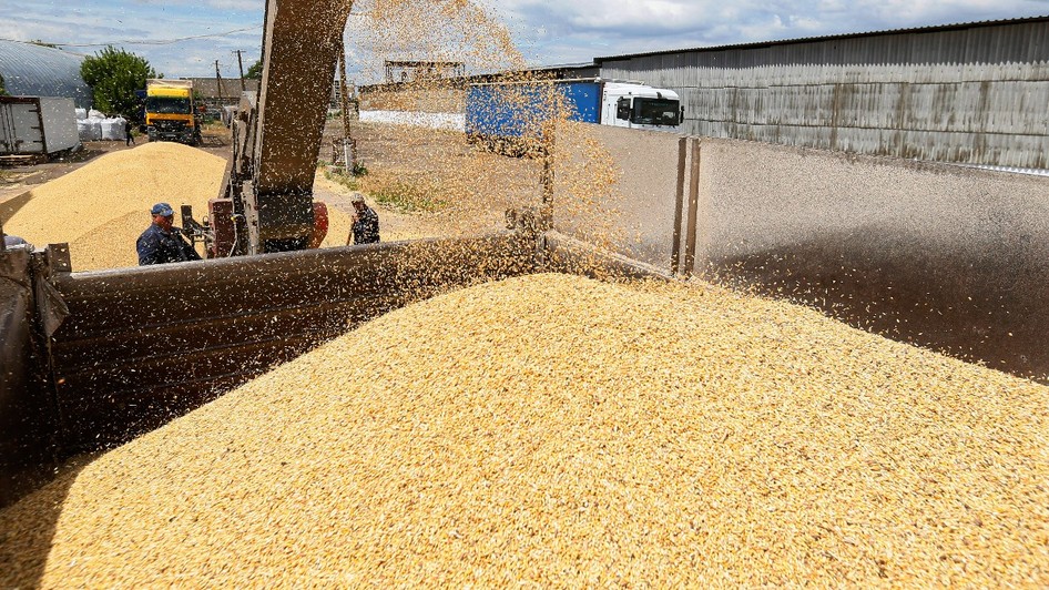 Flux continuu de cereale/banc de grâu descărcat dintr-un utilaj agricol într-o benă de camion, într-un depozit sau fermă unde mai sunt vizibile alte camioane și muncitori.