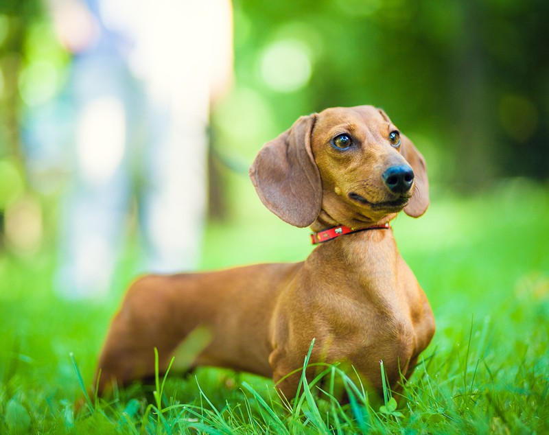Rasa Dachshund - personalitatea celui mai cunoscut câine de vânătoare